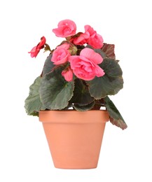 Photo of Beautiful begonia flower in pot isolated on white