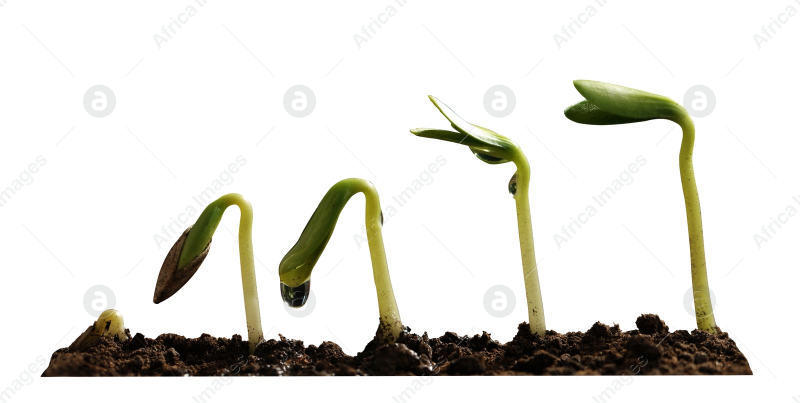 Image of Stages of growing seedling in soil on white background