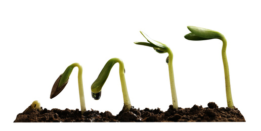 Image of Stages of growing seedling in soil on white background