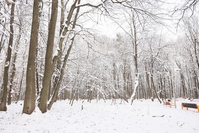 Photo of Trees covered with snow in winter park