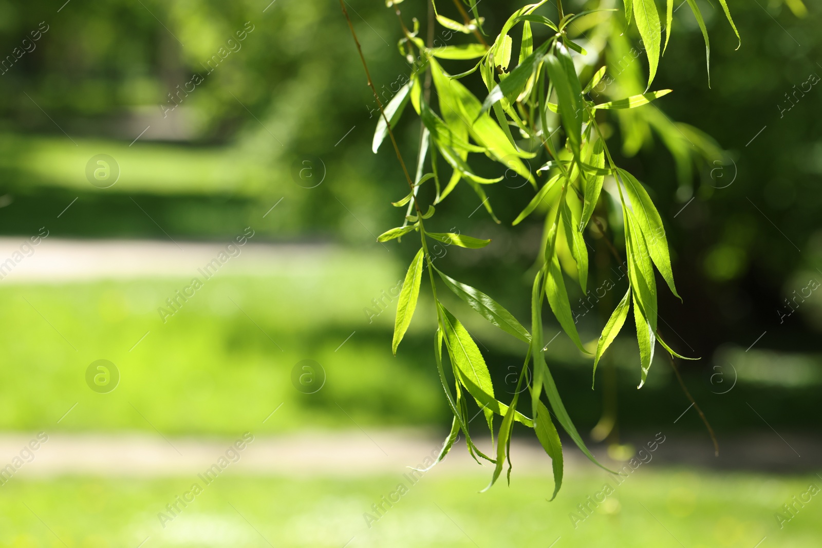 Photo of Beautiful willow tree with green leaves growing outdoors on sunny day, closeup. Space for text