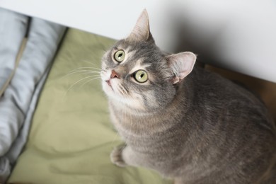 Photo of Beautiful grey tabby cat sitting in drawer of dresser at home, above view. Cute pet