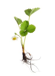 Photo of Strawberry seedling with leaves and flower isolated on white