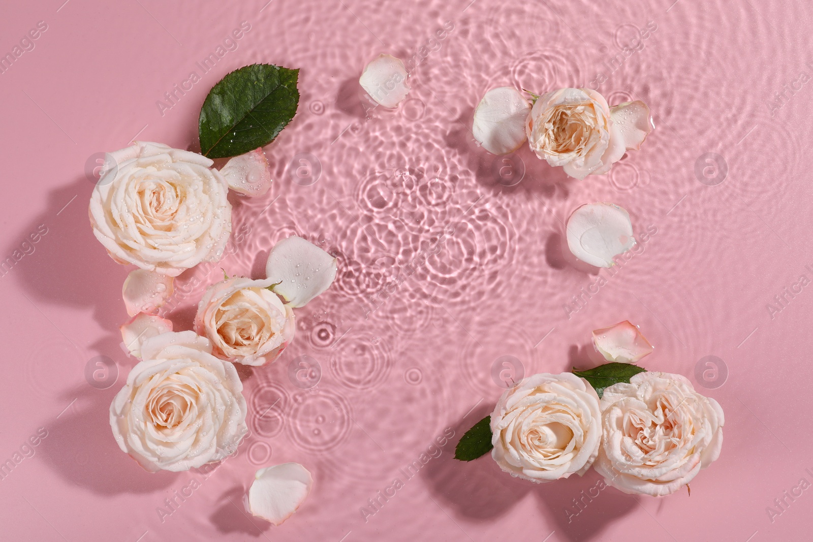 Photo of Beautiful roses, petals and leaves in water on pink background, top view. Space for text