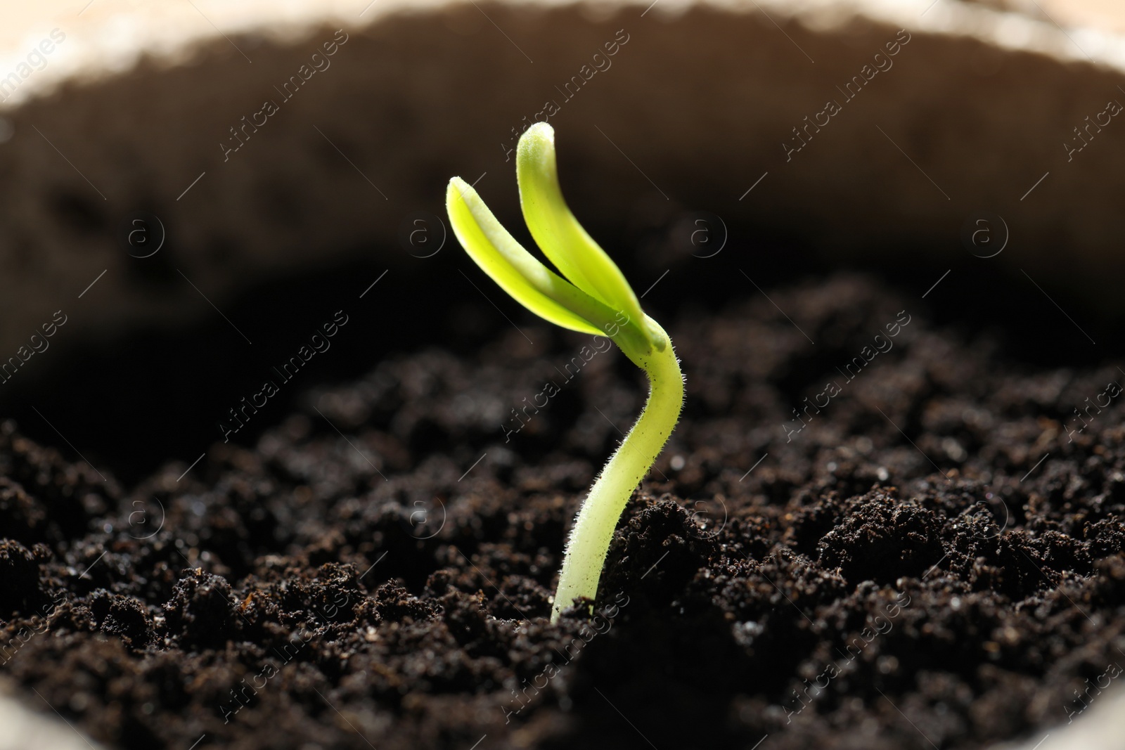 Photo of Pot with little green seedling growing in soil, closeup