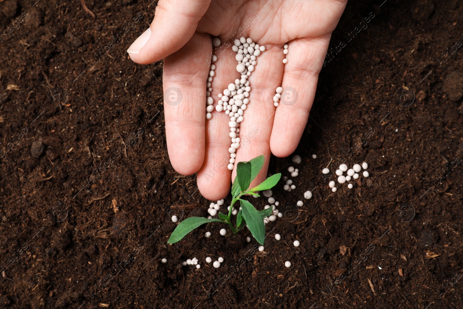 Photo of Woman fertilizing plant in soil, closeup. Gardening season