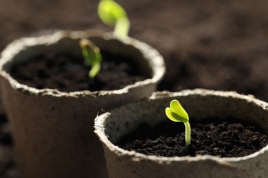 Photo of Pots with little green seedlings growing in soil, closeup