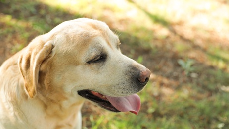 Cute Golden Labrador Retriever in sunny summer park