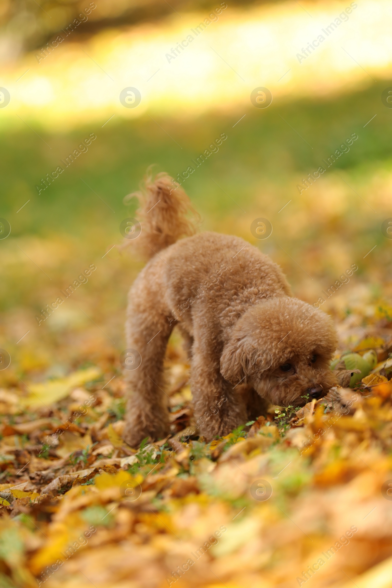 Photo of Cute Maltipoo dog in beautiful autumn park