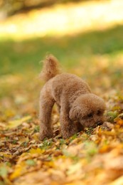 Photo of Cute Maltipoo dog in beautiful autumn park