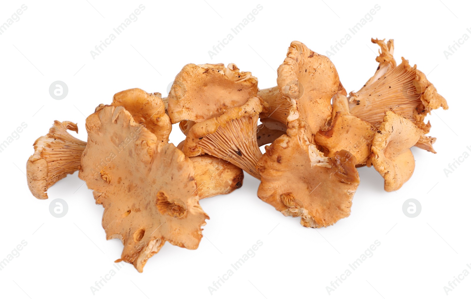 Photo of Many fresh chanterelle mushrooms isolated on white