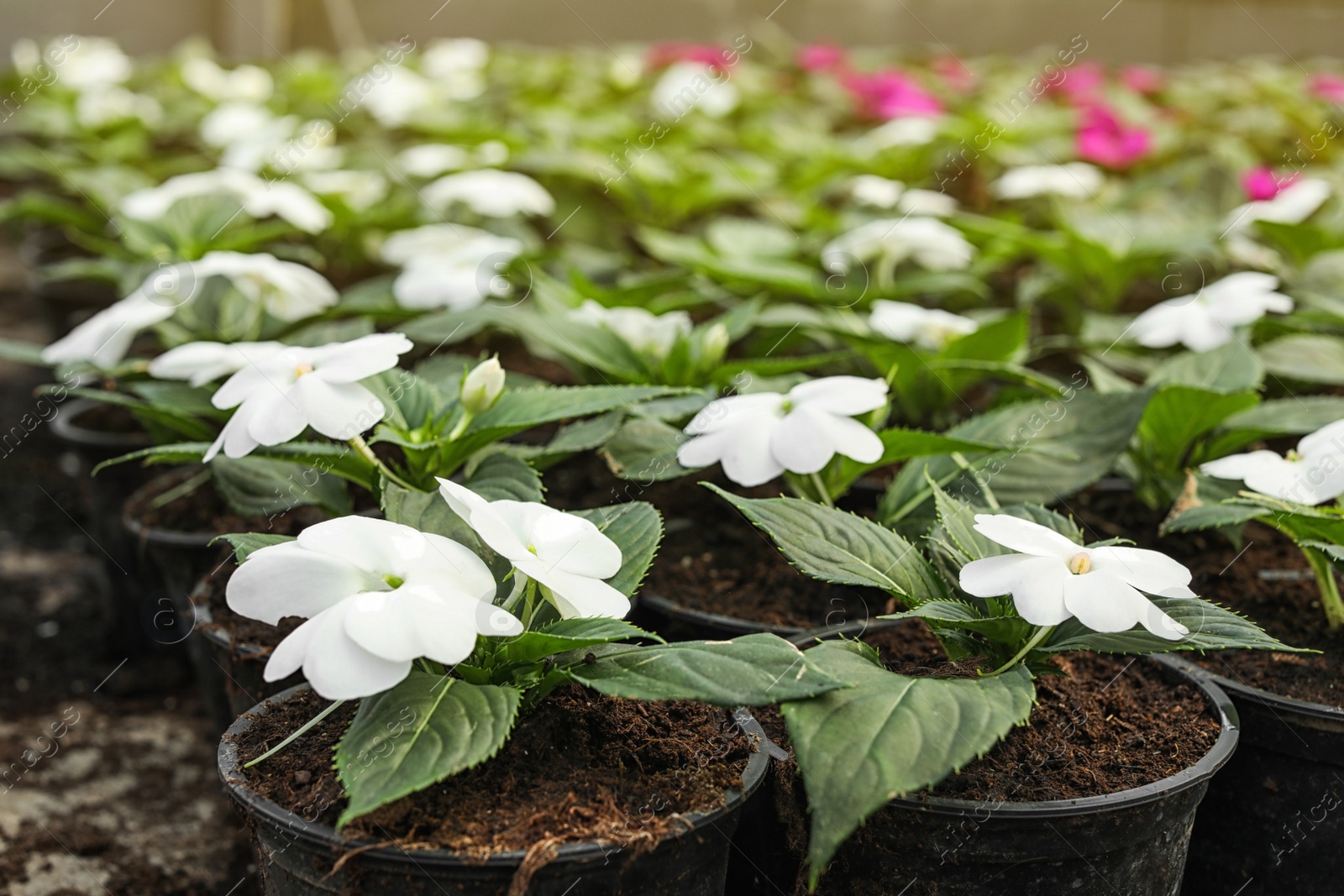 Photo of Many blooming flowers growing in pots with soil, closeup