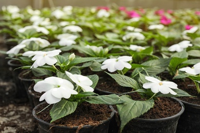 Photo of Many blooming flowers growing in pots with soil, closeup