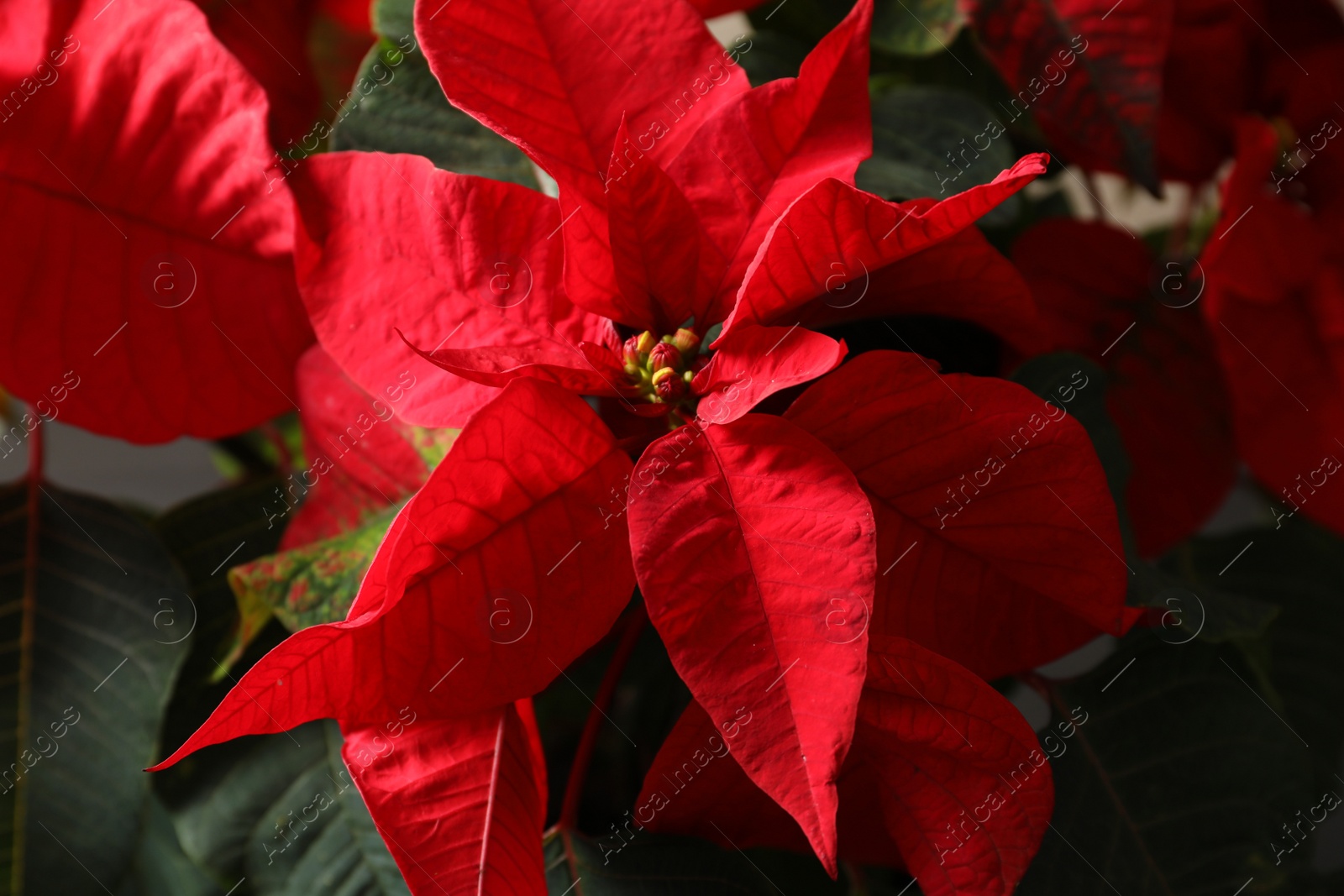 Photo of Closeup view of poinsettia (traditional Christmas flower)