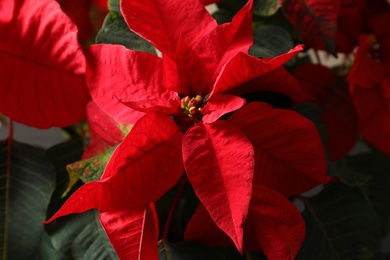 Closeup view of poinsettia (traditional Christmas flower)