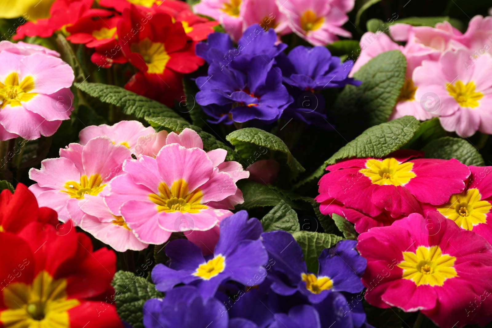 Photo of Beautiful primula (primrose) plants with colorful flowers as background, closeup. Spring blossom