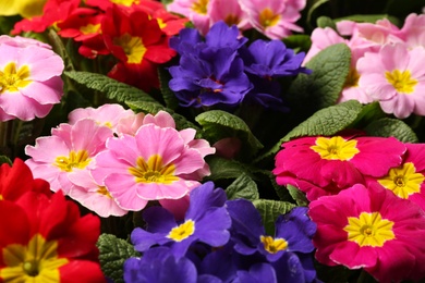 Photo of Beautiful primula (primrose) plants with colorful flowers as background, closeup. Spring blossom