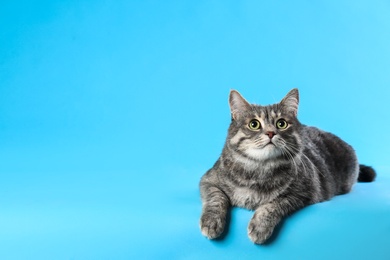 Photo of Cute gray tabby cat on light blue background, space for text. Lovely pet