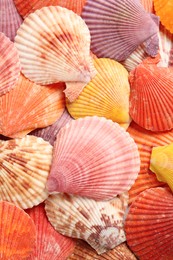 Photo of Top view of beautiful color seashells as background