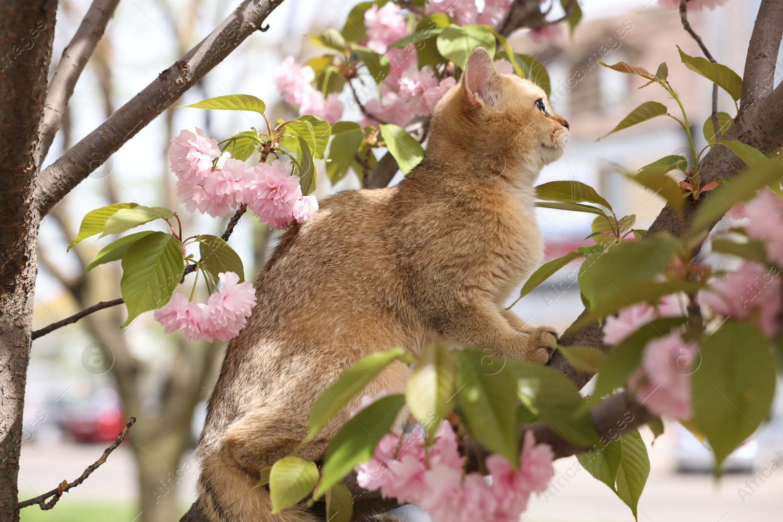 Photo of Cute cat on blossoming spring tree outdoors