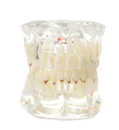 Photo of Educational model of oral cavity with teeth on white background