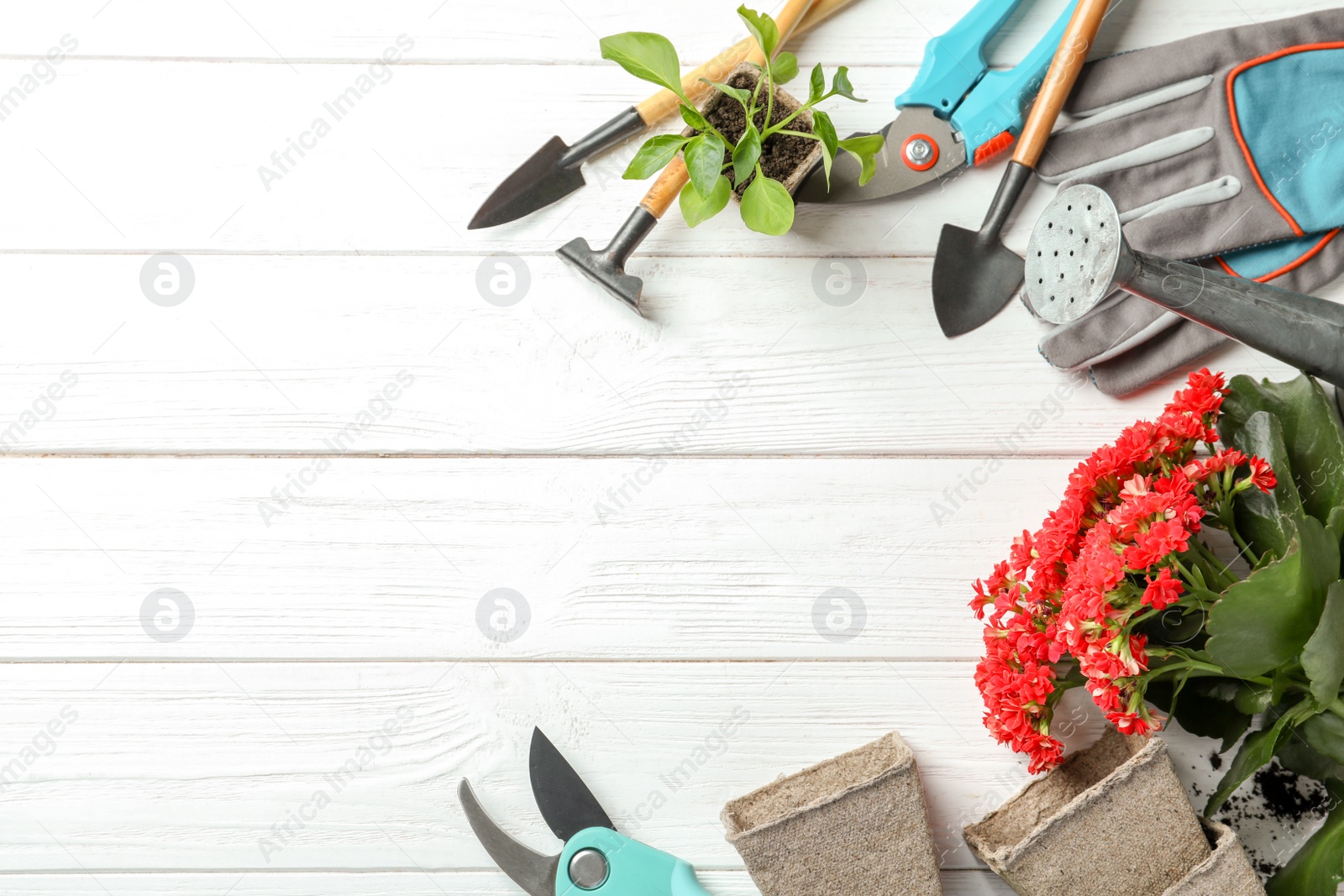 Photo of Flat lay composition with plants and professional gardening tools on wooden background