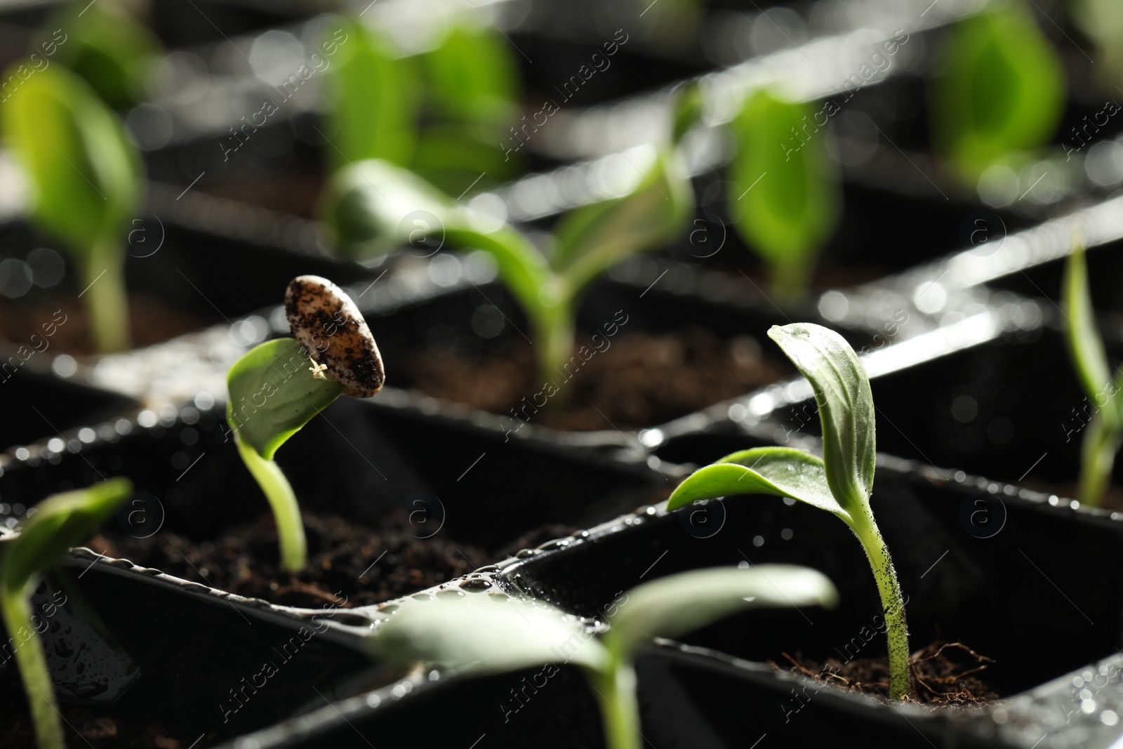 Photo of Seedling tray with young vegetable sprouts, closeup