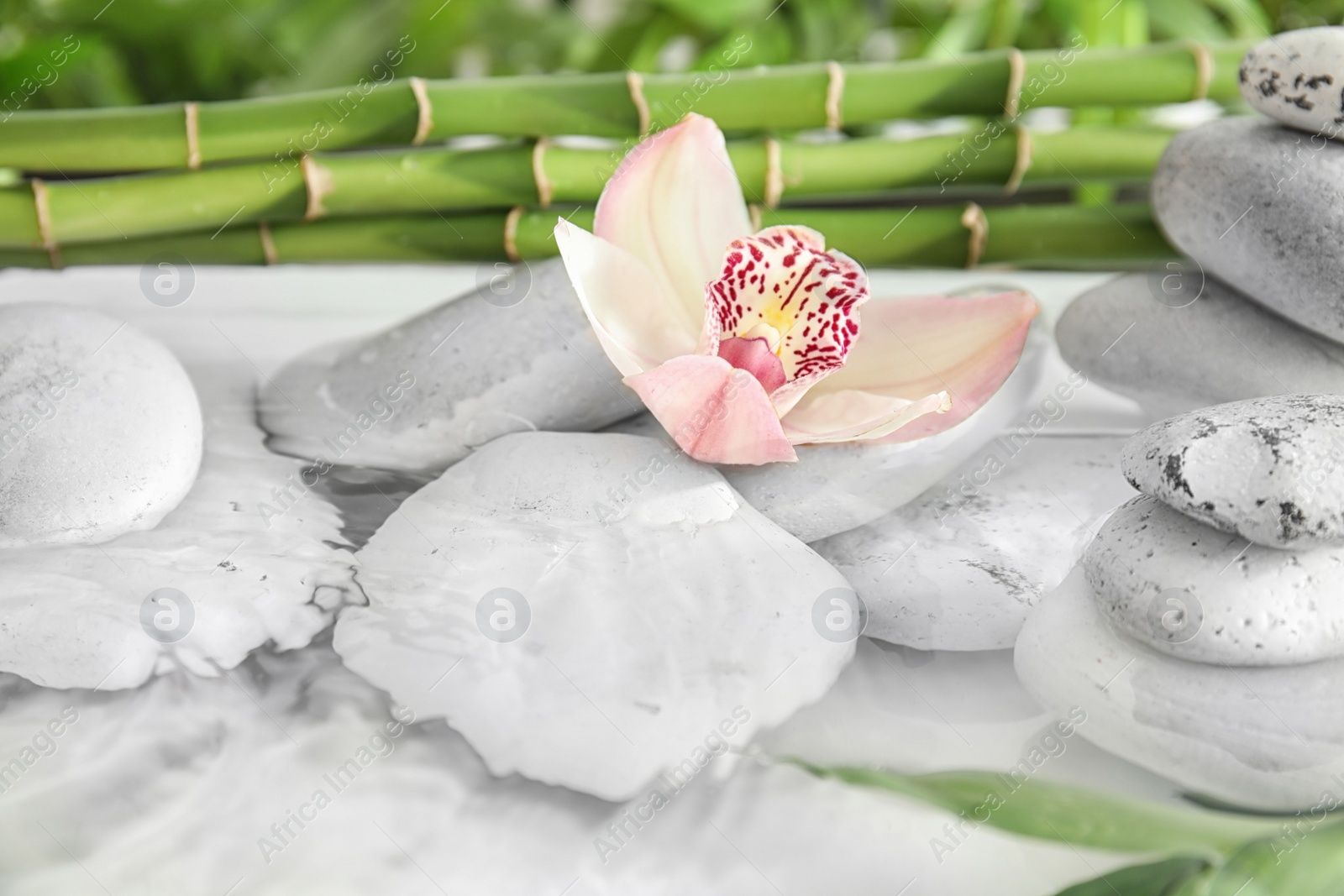 Photo of Orchid with spa stones and bamboo branches in water