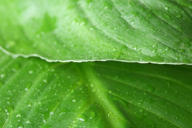 Photo of View of water drops on green leaves, closeup