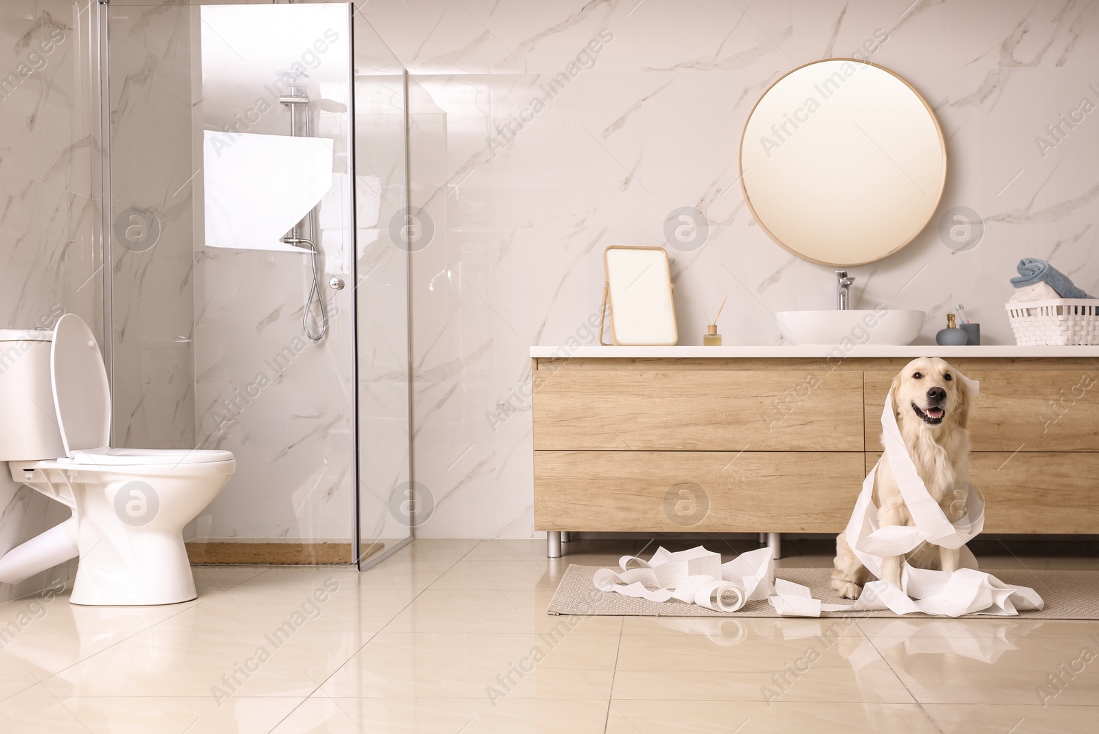 Photo of Cute Golden Labrador Retriever playing with toilet paper in bathroom