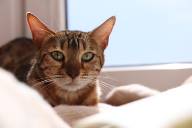 Cute Bengal cat lying on windowsill at home, closeup with space for text. Adorable pet