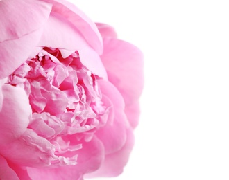 Photo of Beautiful fragrant peony flower on white  background