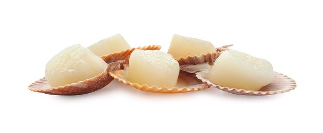 Fresh raw scallops in shells isolated on white