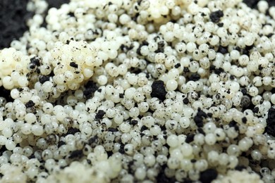 Photo of Many snail eggs on soil, closeup view