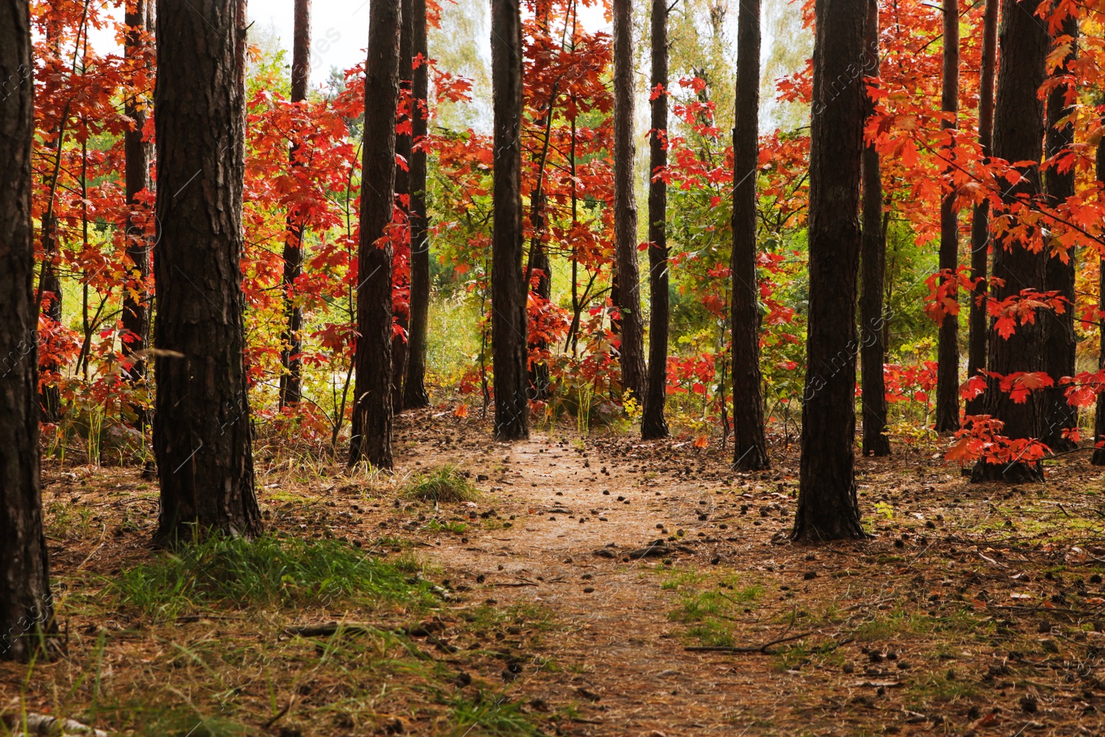 Photo of Trail and beautiful trees in forest. Autumn season