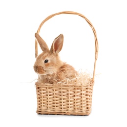 Adorable furry Easter bunny in wicker basket on white background