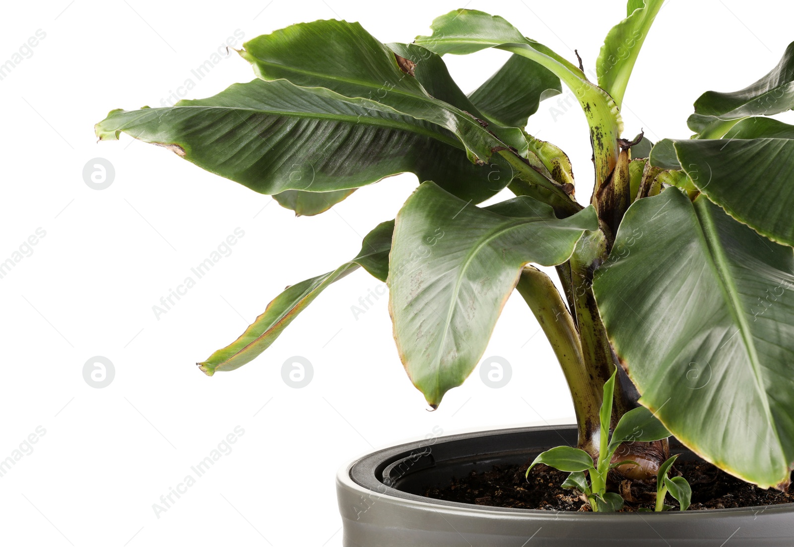 Photo of Houseplant with damaged leaves on white background, closeup