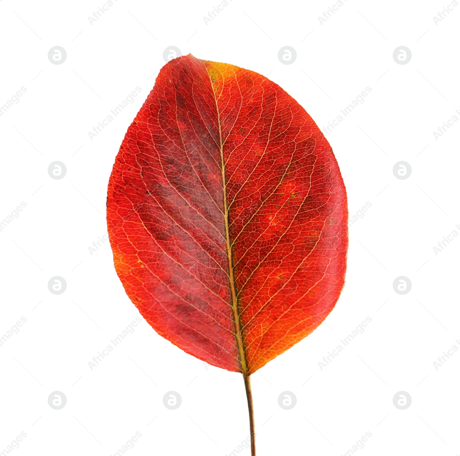 Photo of Beautiful autumn leaf on white background. Fall foliage