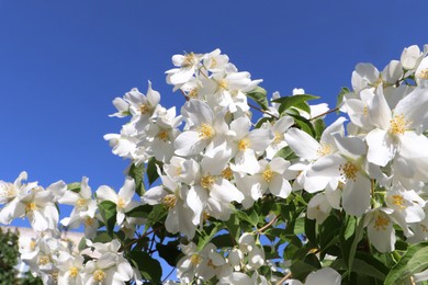 Photo of Closeup view of beautiful blooming white jasmine shrub against blue sky