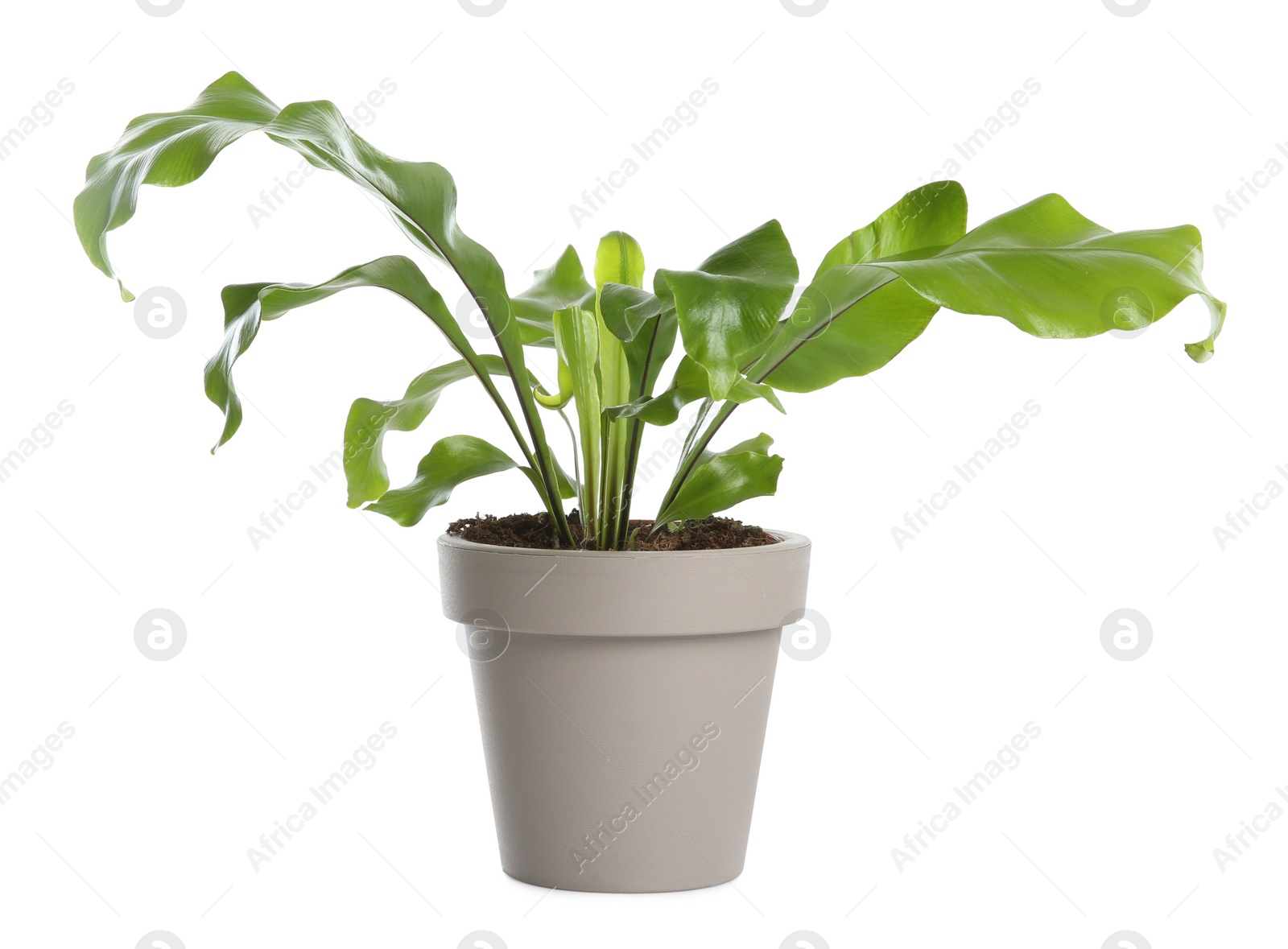 Photo of Beautiful fern in pot isolated on white