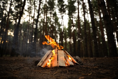 Photo of Beautiful bonfire with burning firewood in forest