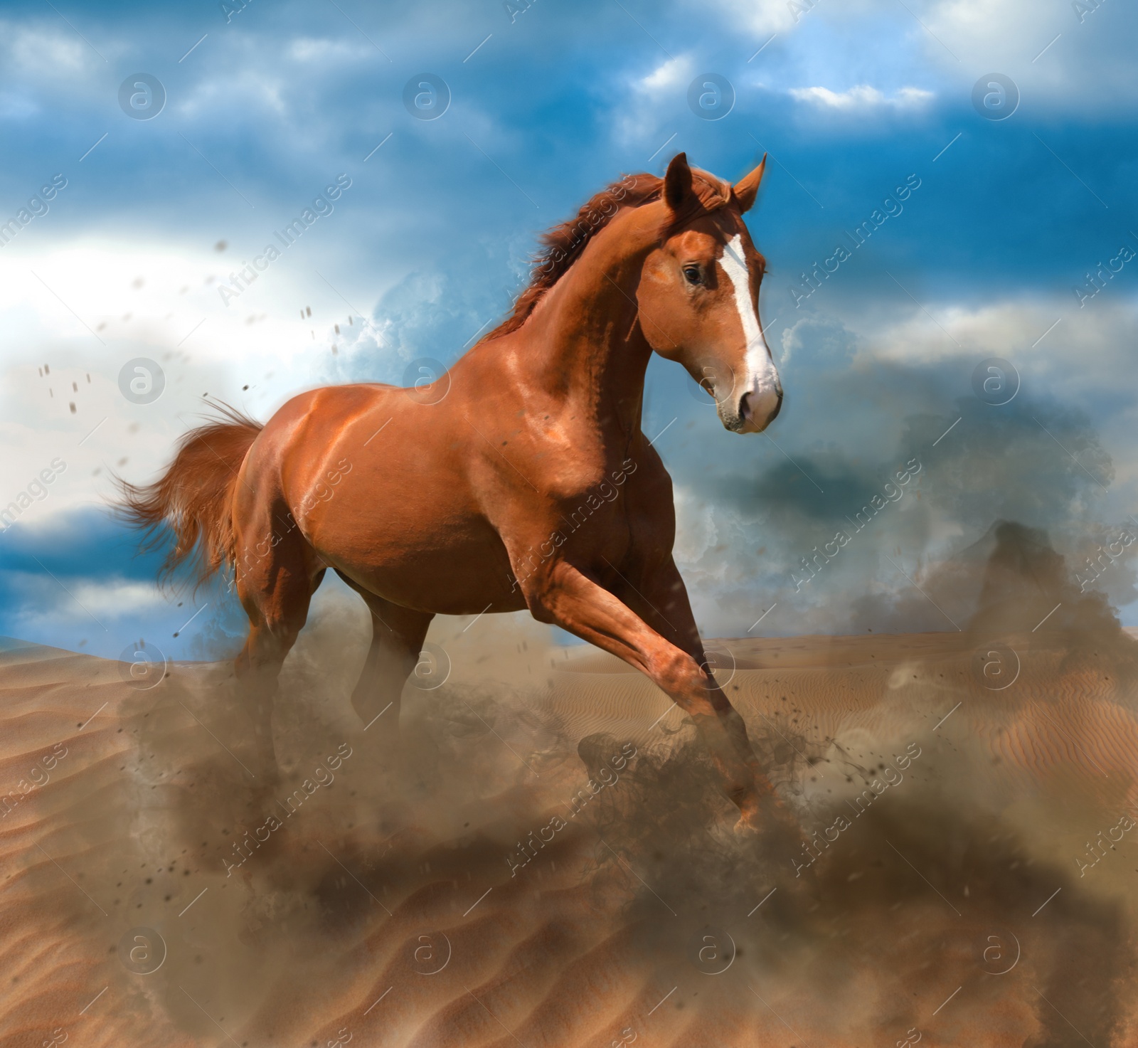 Image of Beautiful horse kicking up dust while running through desert