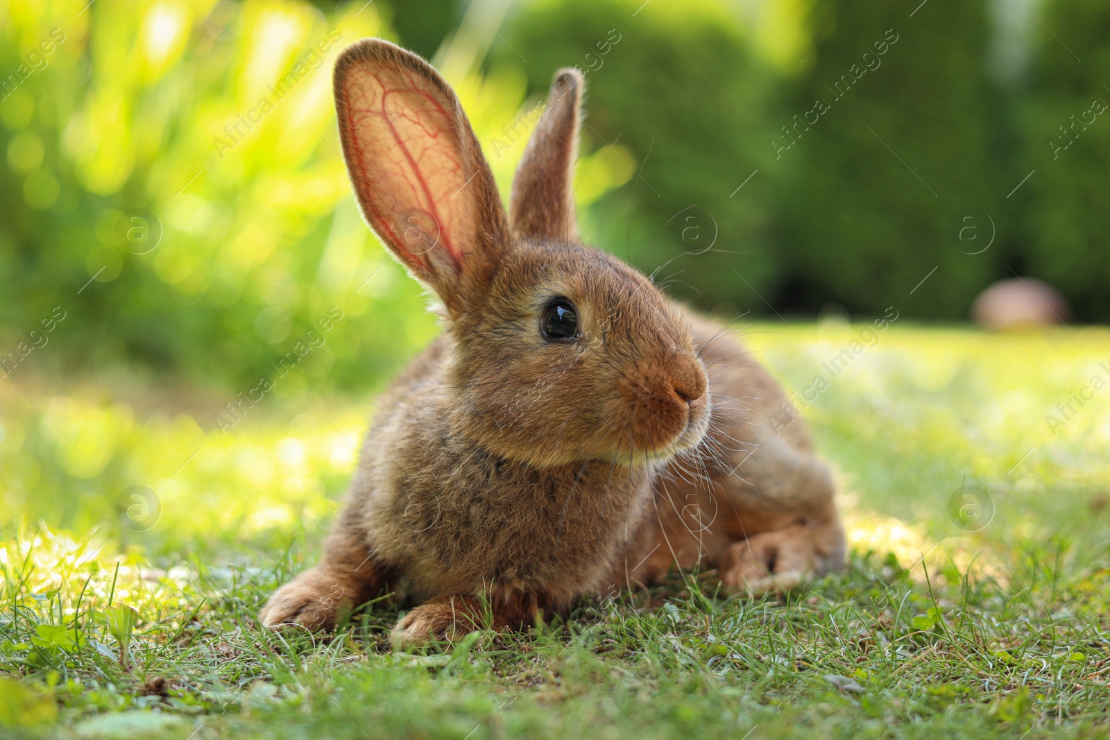 Photo of Cute fluffy rabbit on green grass outdoors