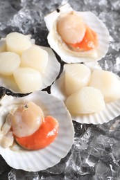 Fresh raw scallops with shells on ice cubes, above view