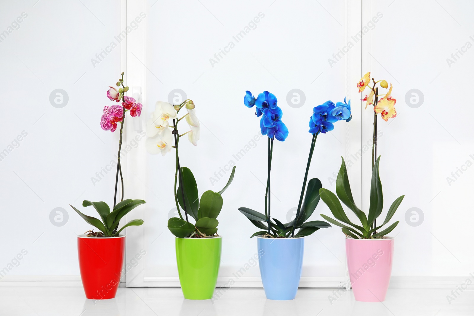 Photo of Beautiful tropical orchid flowers in pots on windowsill