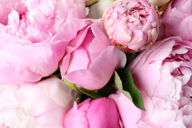 Closeup view of beautiful fragrant peony flowers