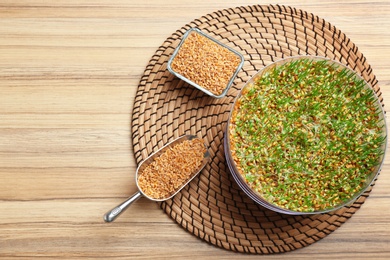 Photo of Flat lay composition with growing wheat grass on table, space for text