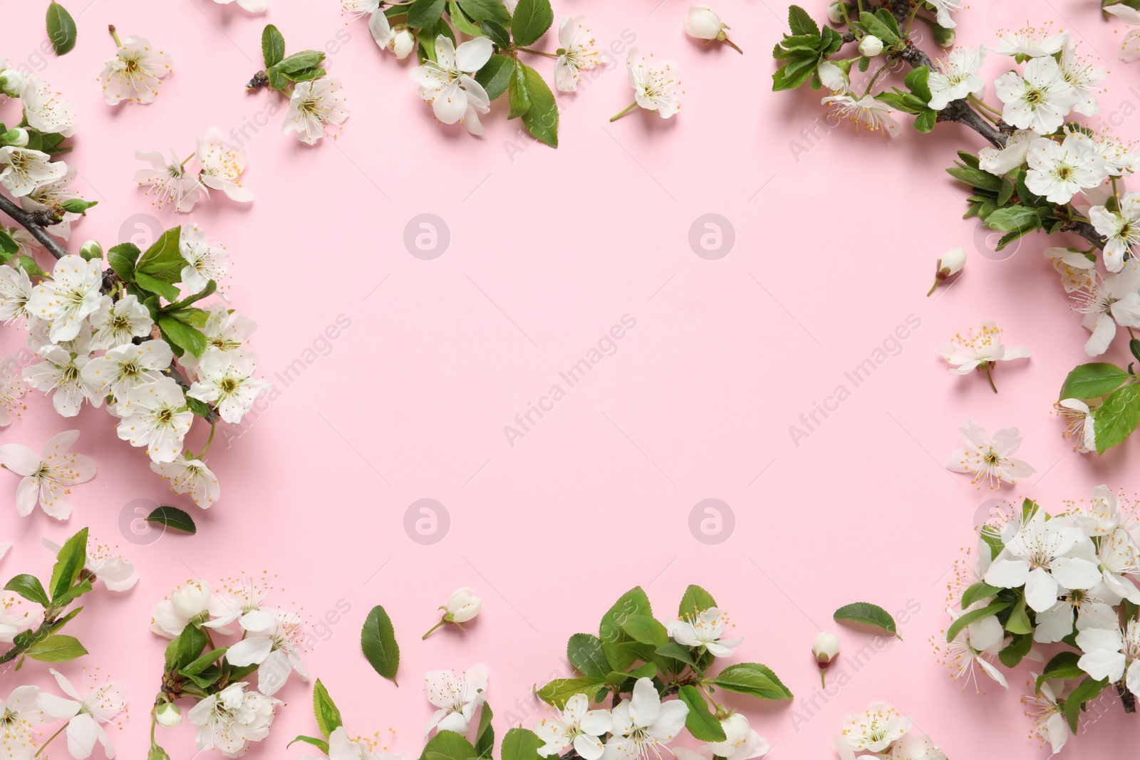 Photo of Beautiful spring flowers on pink background, flat lay. Space for text