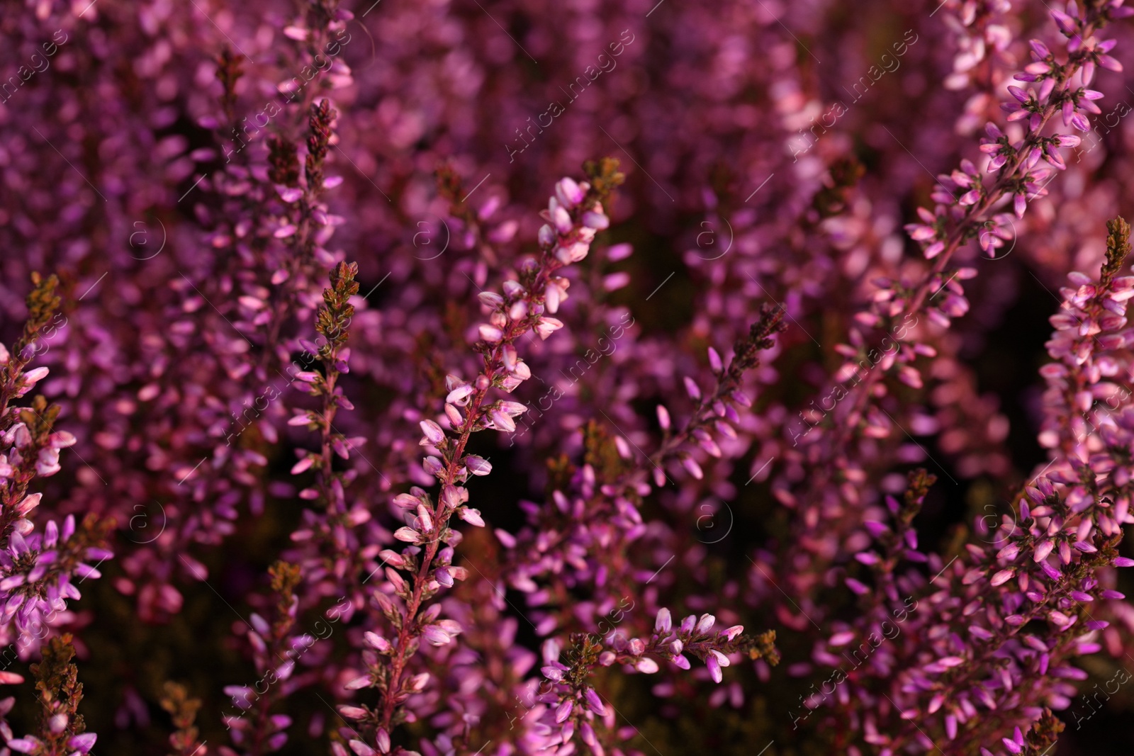 Photo of Heather shrub with beautiful flowers, closeup view