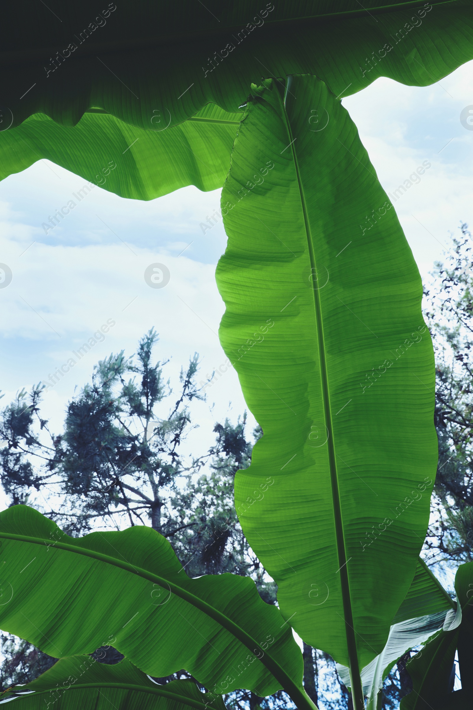 Photo of Banana plants with beautiful green leaves outdoors, low angle view. Tropical vegetation